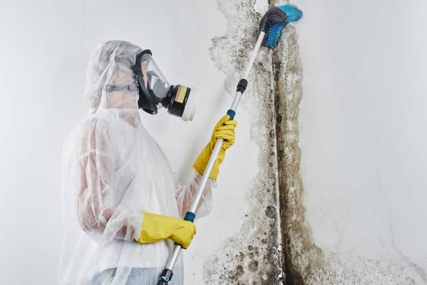 Why You Should Choose Our Mold Remediation Services in Ojai, CA